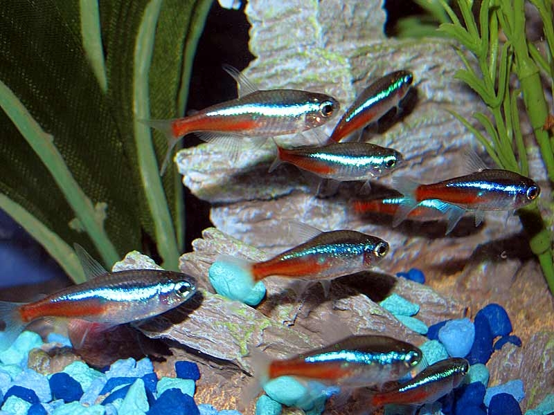 размножение неонов в общем аквариуме