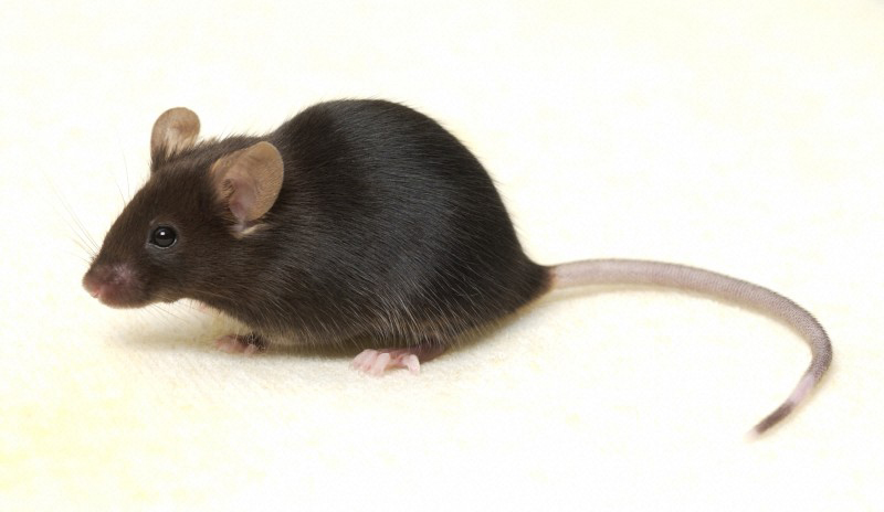 сколько мышат рожает мышь