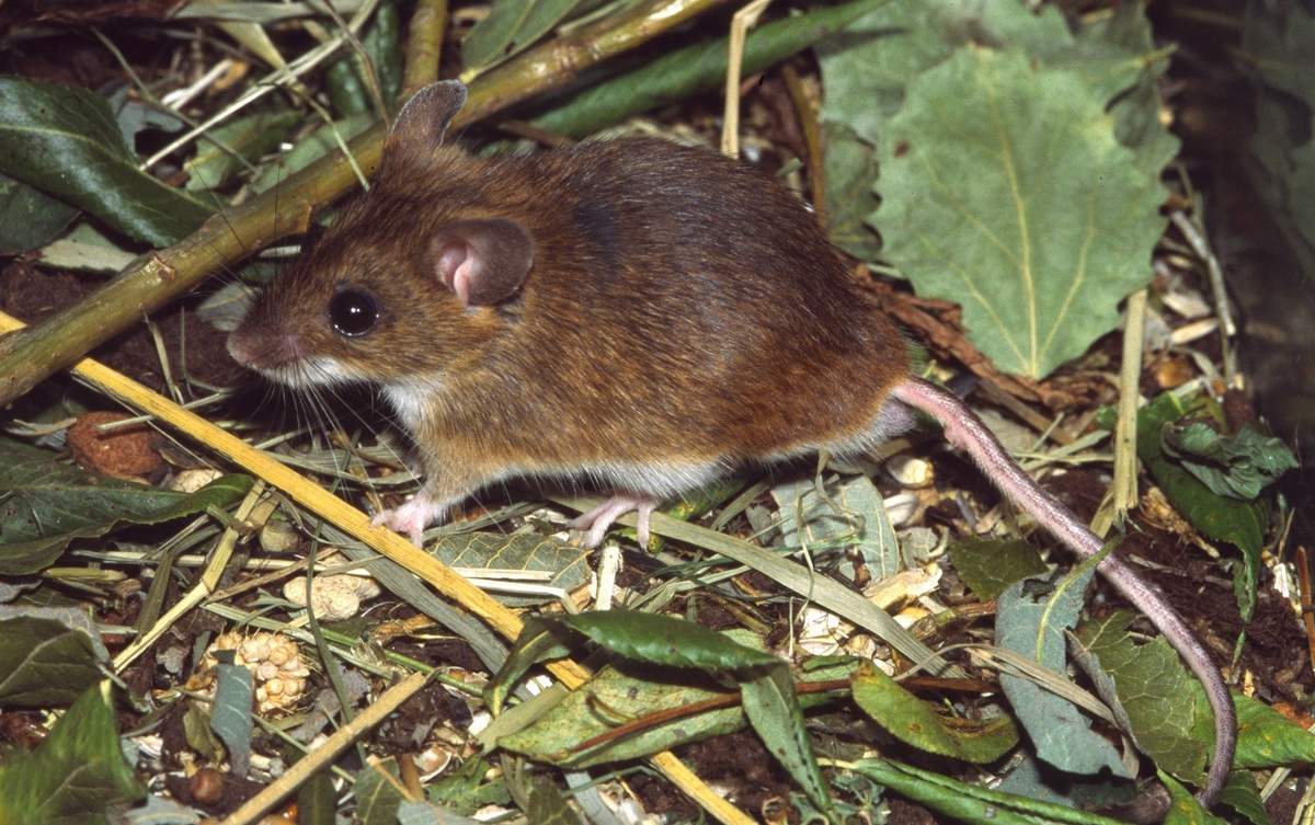 сколько живут мыши в домашних условиях