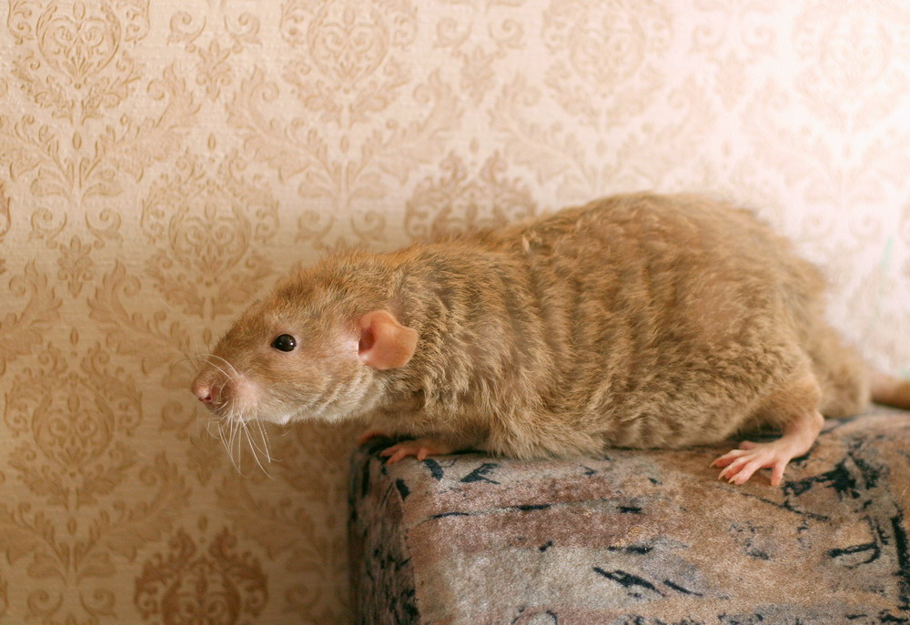 домашняя мышь живет