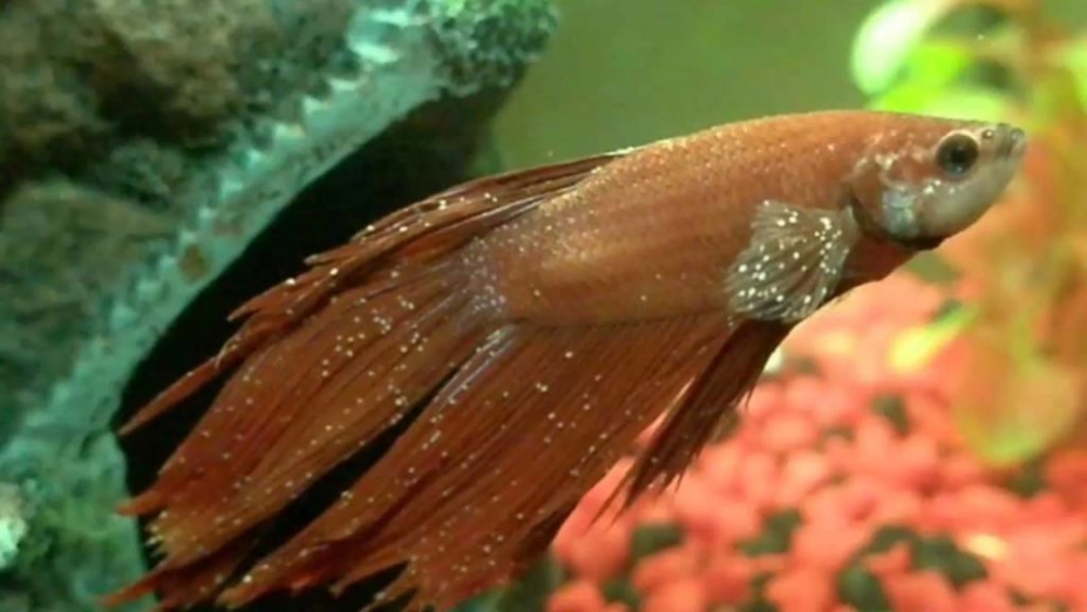 рыбка петушок самка и самец отличия