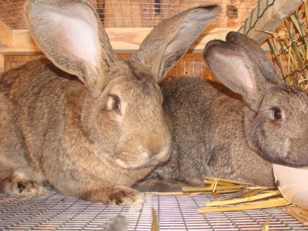 сколько крольчат рожает крольчиха за один раз