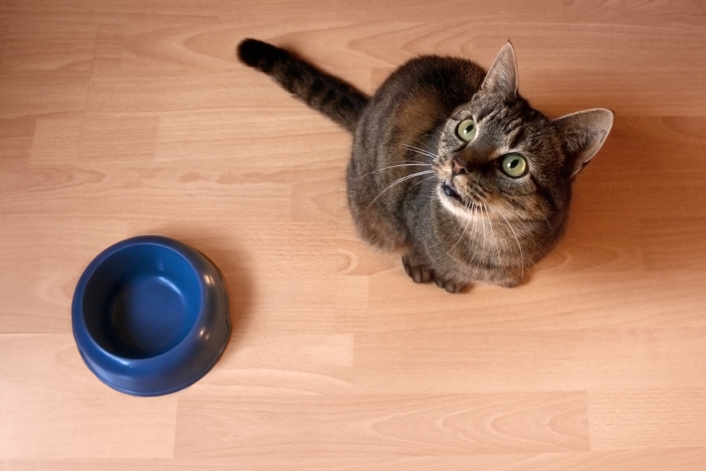 Сколько кошка может прожить без еды