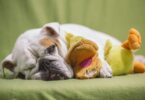 Снотворное для собак