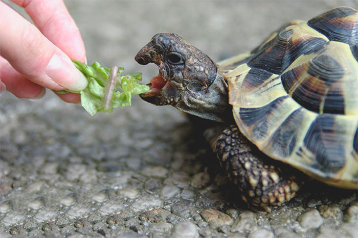 среднеазиатская черепаха чем кормить