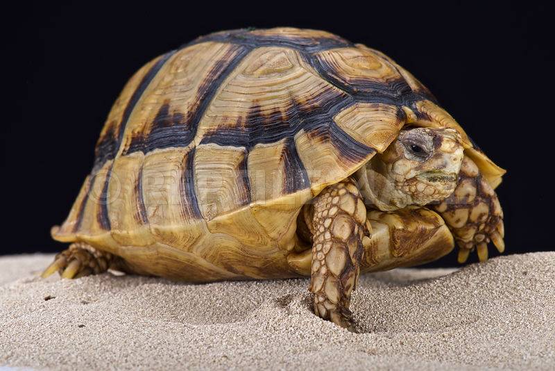 среднеазиатские черепахи уход и содержание