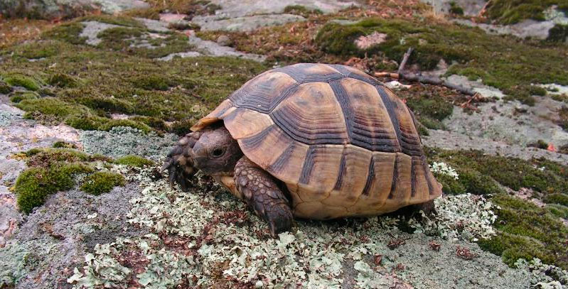 продолжительность жизни черепахи