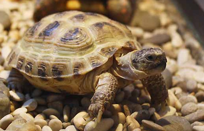 сухопутные черепахи виды