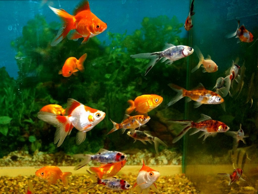 Выбор аквариумных рыбок | Аквариумные рыбки