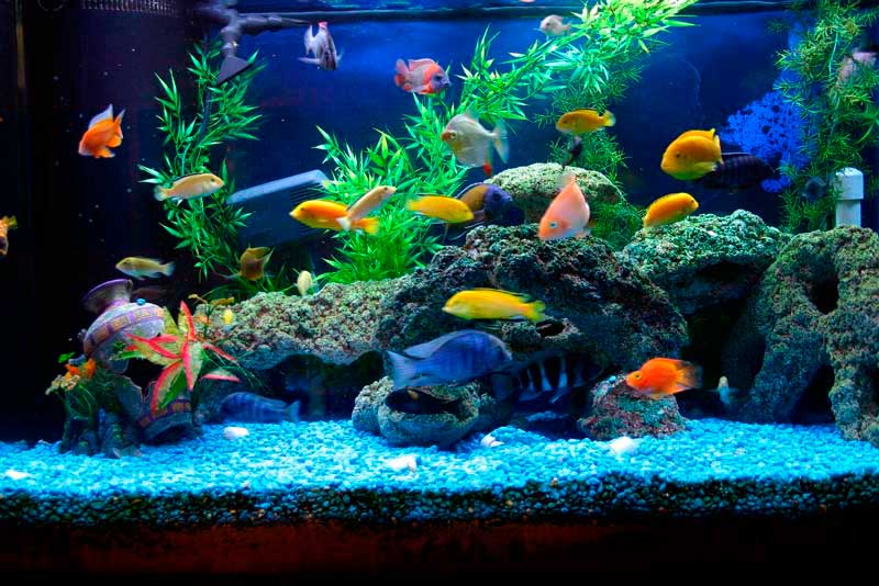 Первый аквариум | Мир аквариума