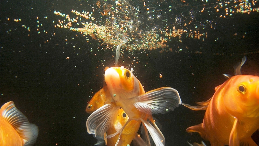Сколько раз в день кормить рыбок в аквариуме: видео