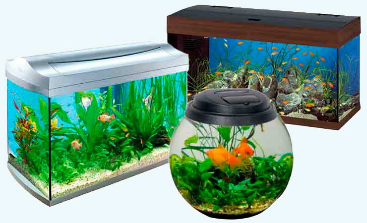 Выбор аквариума | goldfish64.ru - Зоомагазин Золотая рыбка