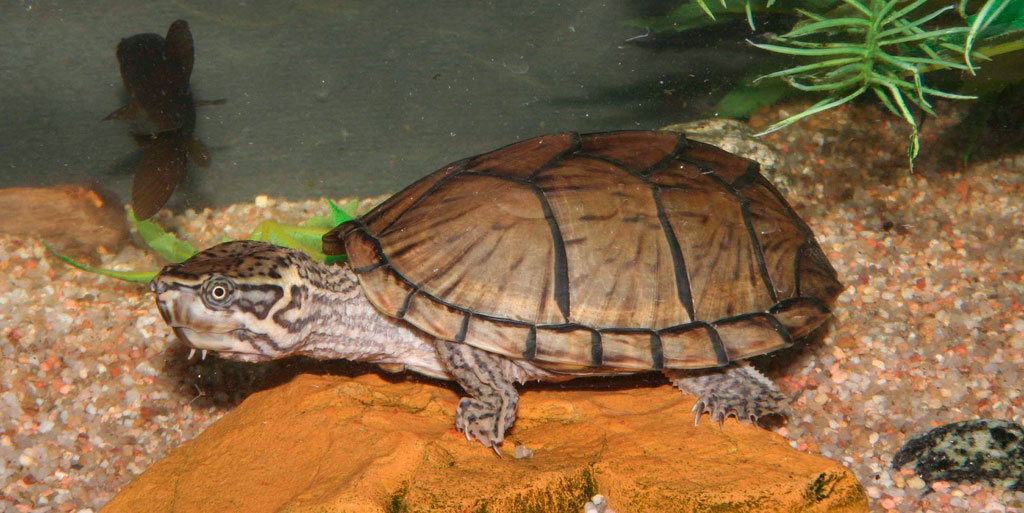 морская черепаха в домашних условиях