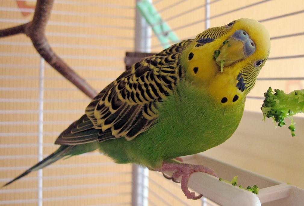 продолжительность жизни волнистых попугаев в домашних условиях