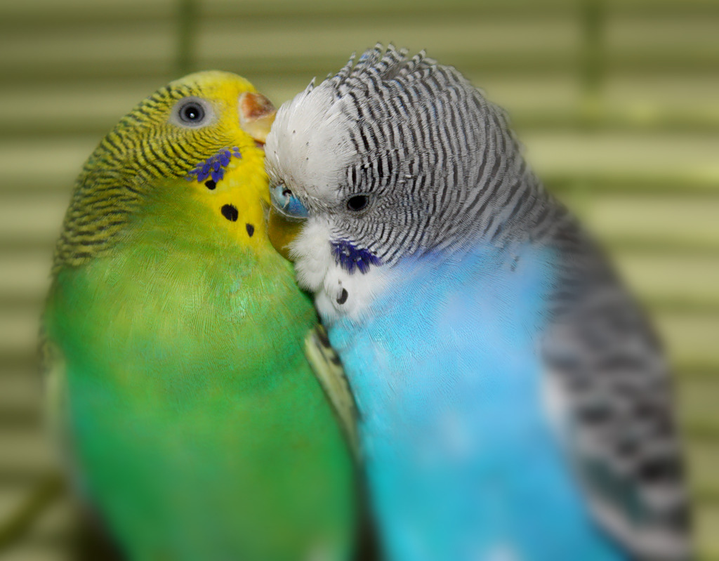 сколько живут волнистые попугаи в домашних условиях
