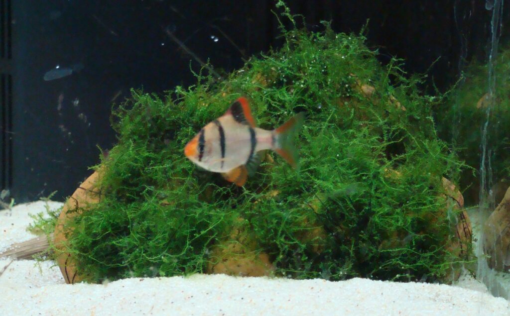 яванский мох в аквариуме