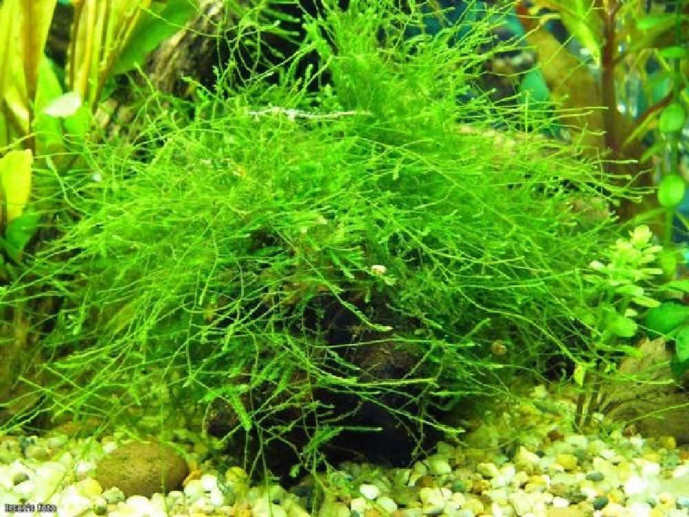 аквариумный мох фото и описание