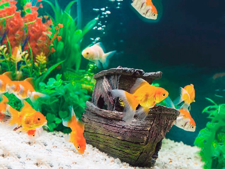 сколько живет золотая рыбка в аквариуме