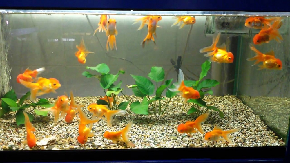 разновидности золотых рыбок фото и описание