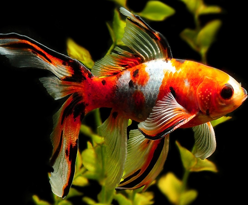 обыкновенная золотая рыбка