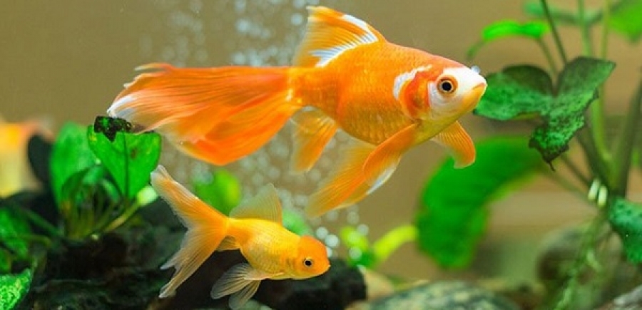 обыкновенная золотая рыбка